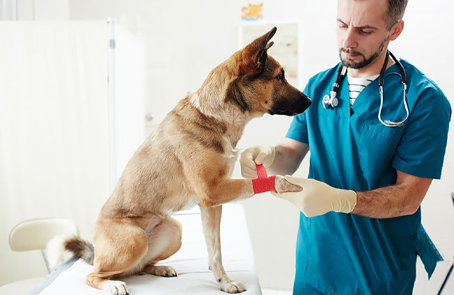 Santé des animaux de compagnie