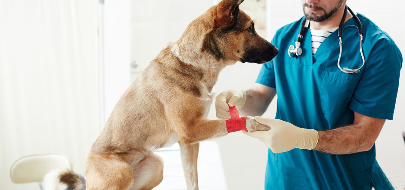 Santé des animaux de compagnie